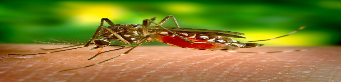 Mosquito Repellent Ideas